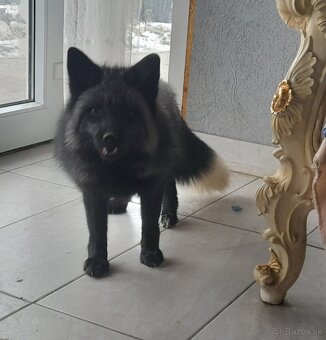 Líška strieborná samica - 2