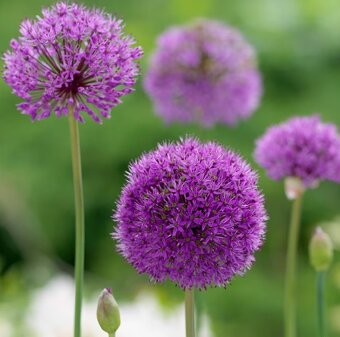 Okrasny cesnak alfatunský do 80 cm 0,60€/ks - 2