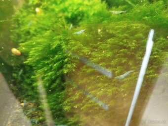 Raritné machy a rastliny - 2