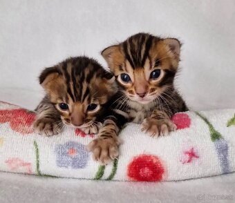 Úžasné bengálske mačiatka na adopciu. - 2
