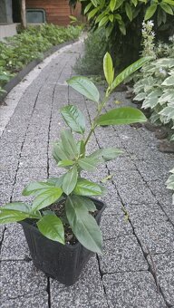 Vavrinovec lekársky - novita - 2