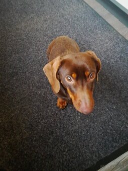 Krátkosrstý jazvecik - 2