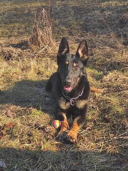 Nemecký ovčiak - 2