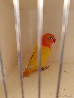 Agapornis fischeri - 2