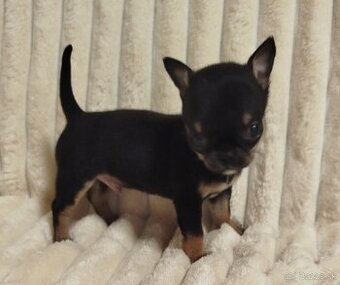 Čivava mini psík krátkosrsty - 2