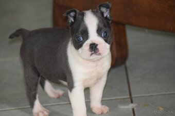 bostonský teriér s PP - modrý pejsek+ modrá holčička - 2