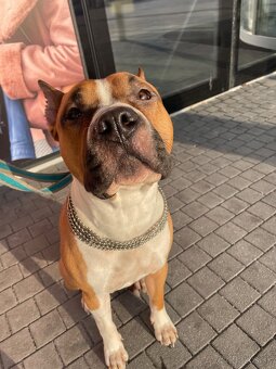 Americký Stafordširsky teriér na Krytie - 2