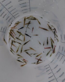 Predam Akvárium Kreviet - 2