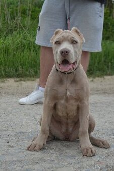 Americký BANDOG - 2