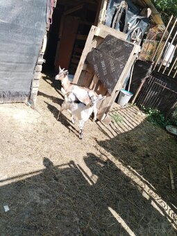 Predám alebo vymením - 2