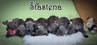 Bradáč malý - korenie, soľ - 2