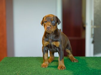 DOBERMAN ŠTENIATKA S FCI PP - 2