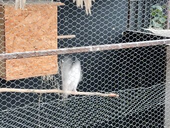 Predám andulky a korely s klietkou - 2