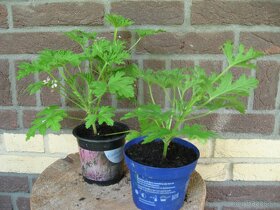 Muškát citrónový - Pelargonium citrosum - 2