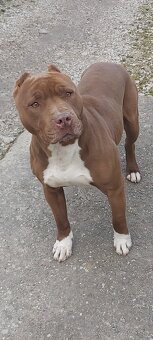 Americky pitbull - 2