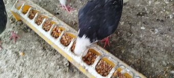 Birminghamske Kotrmeliaky - 2