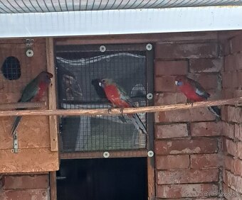 Rozela penant - samec - 2