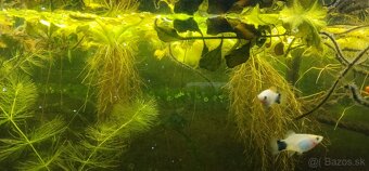 vymenim plavajucu rastlinu - 2