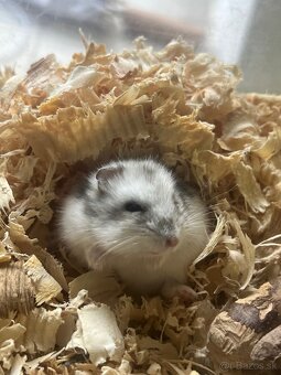 Predam škrečky džungarske - 2