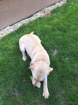 Labrador-Retriever - 2