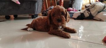 Maltipoo Cavapoo GoldenDoodle - 2