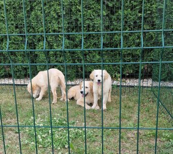Zlatý retriever - 2