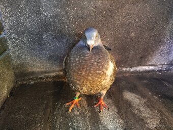 Na predaj Gigant Homer - 2