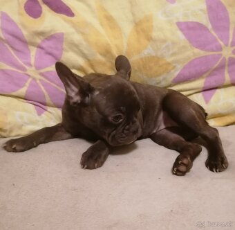 Voľné fenky čokoládové - Francúzsky buldoček - 2