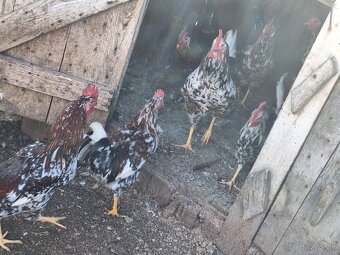 Predám mladých kohutov - 2
