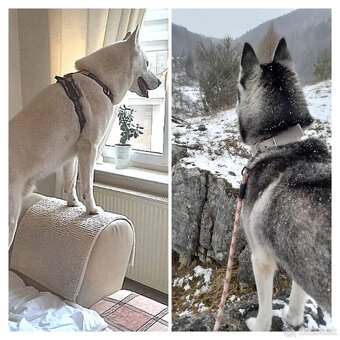 Sibírsky husky hasky - 2