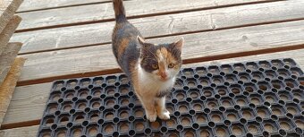 Ďarujem mačiatka - 2