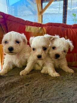 Predám maltezáky - 2