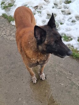 belgický ovčiak - 2