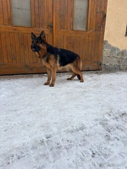 Nemecký ovčiak - 2