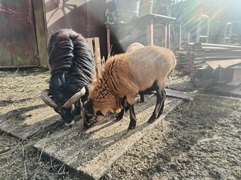 Kamerunske ovce/barany 2ks - 2