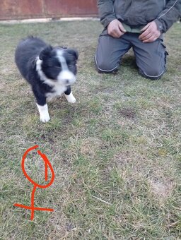 Bordel kólia šteniatka - 2