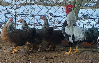 Ponuka na predaj - 2