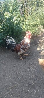 Svedska kvetina kohut - 2