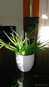 Aloe vera - 2
