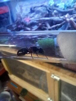 Kráľovny mravcov Camponotus Herculeanus - 2