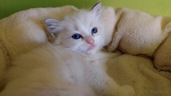 Ragdoll holčička blue bicolor k REZERVACI - 2