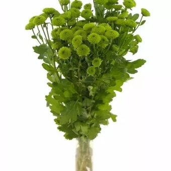 Chryzantéma zelená - 2,5eur a 4eur - 2