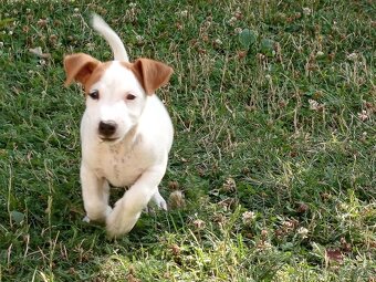Jack russel teriér - 2