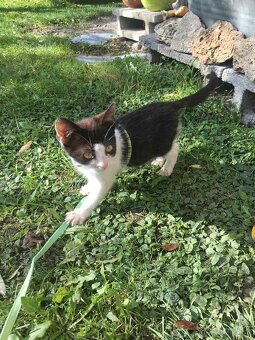 Darujem mačiatko 🐱 - 2