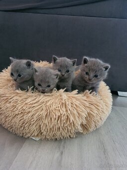 Britské mačiatka - 2