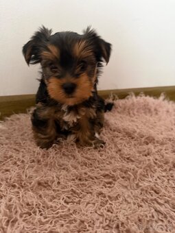 Yorkshire terier mini - 2