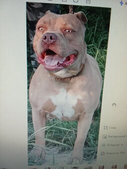 Predám American bully - 2