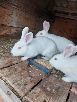 Predám králiky - 2