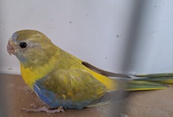 Neoféma tyrkysová žltobruchá - 2