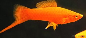 Mečuň červený - 2